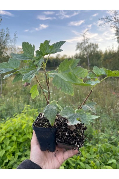 Порічка червона Кияночка - саджанці Р9